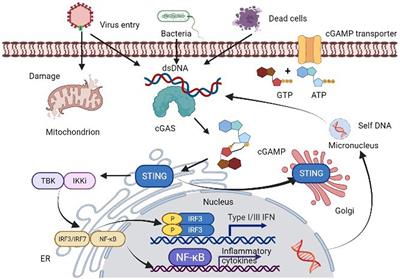 Unraveling the cGAS/STING signaling mechanism: impact on glycerolipid metabolism and diseases